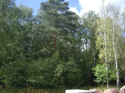 Лесной участок в элитном поселке на Рублевке по низкой цене