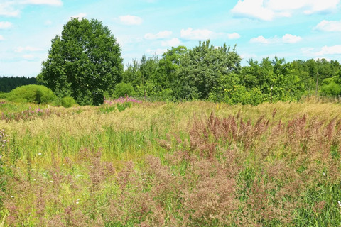 Участок в деревне Лесково