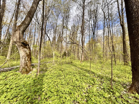 Продажа участка, Сокольники, Дмитровский район