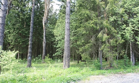 Продажа большого лесного участка в поселке на Новорижском шоссе 18км