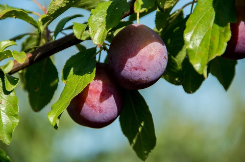 Продажа участка, Старотитаровская, Темрюкский район