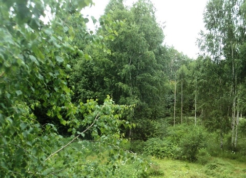 Лесной участок 12 соток, с выходом в лес, крайний, 110 км от МКАД.