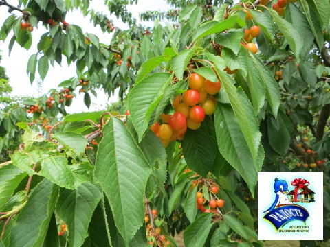 Продам хороший участок под строительство дома.