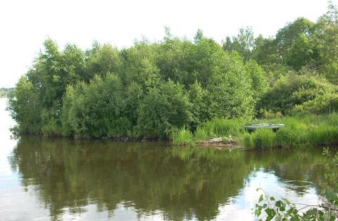 Участок на берегу р. Волга, с лесным массивом, д. Коровино.