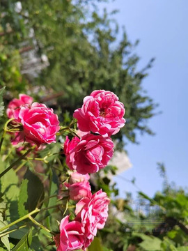 Продаю земельный участок 6 соток в Ростове-на-Дону ЖДР 2-й Самобытный