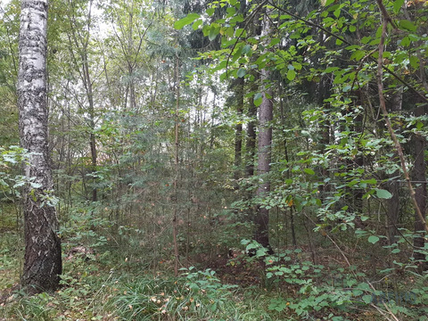 Лесной участок 15 соток, в восточной части КП.  ИЖС.