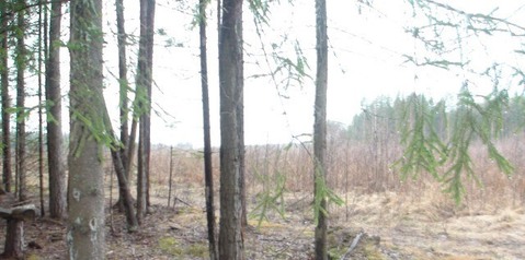 Лесной участок