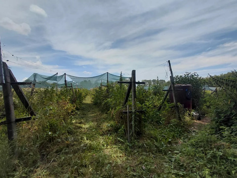 Продажа участка, Смоленская, Северский район, ул. Луговая