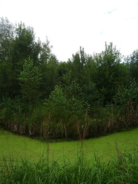 Продажа участка, Владычино, Волоколамский район