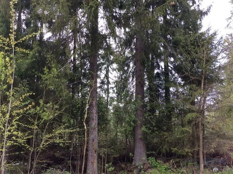 Большой лесной участок в кп Зеленая Роща-1, 55 лесных соток, с .