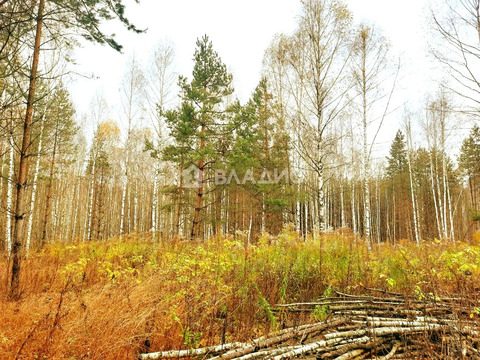 Камешковский район, село Палашкино,  земля на продажу